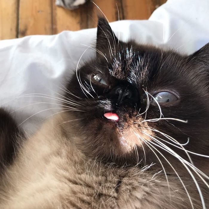 Funny-Cat-King-Of-Blep-Ikiru