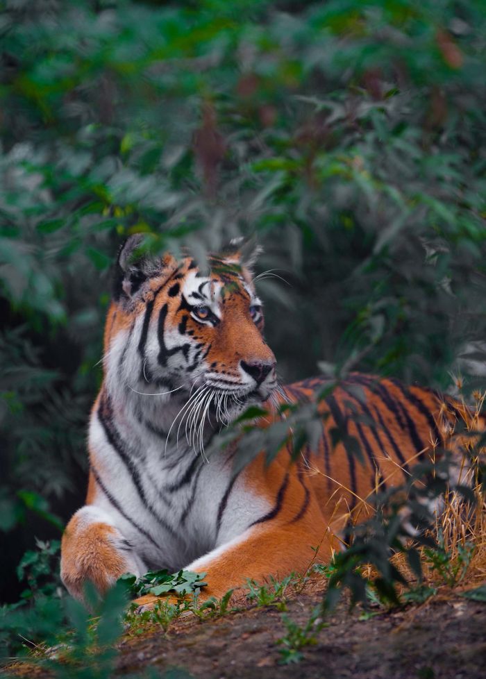 I Photograph Zoo Animals As If They Were Free