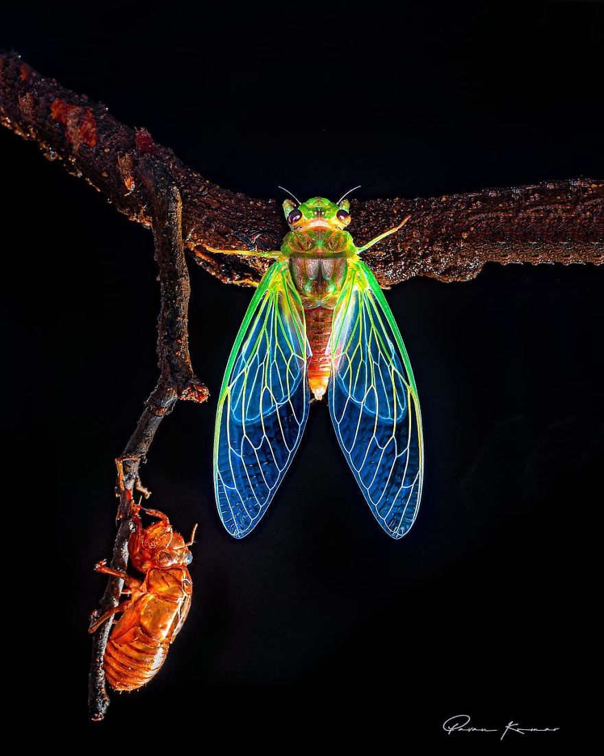 Incredible Photos Of An Indian Who Presents Insects In A Unique Way