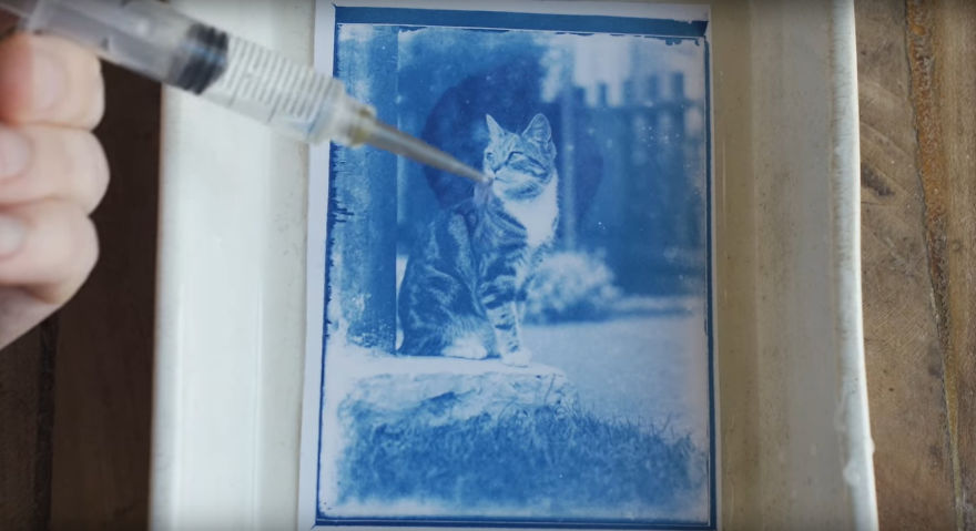 Man Opens A 120 Y.O. Time Capsule To Find Undeveloped Cat Pics, Decides To Develop Them