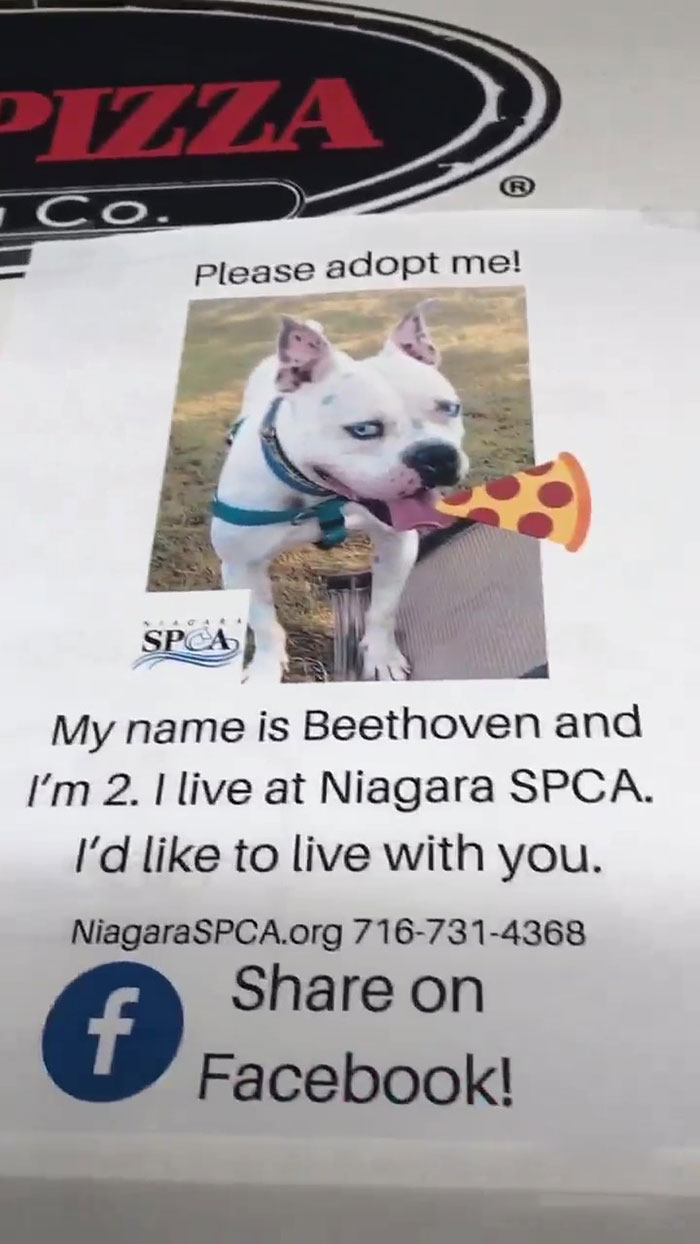 Pizza Place Helps Local Shelter Get Dogs Adopted By Putting Their Photos On Pizza Boxes Pizza Place Helps Local Shelter Get Dogs Adopted By Putting Their Photos On Pizza Boxes