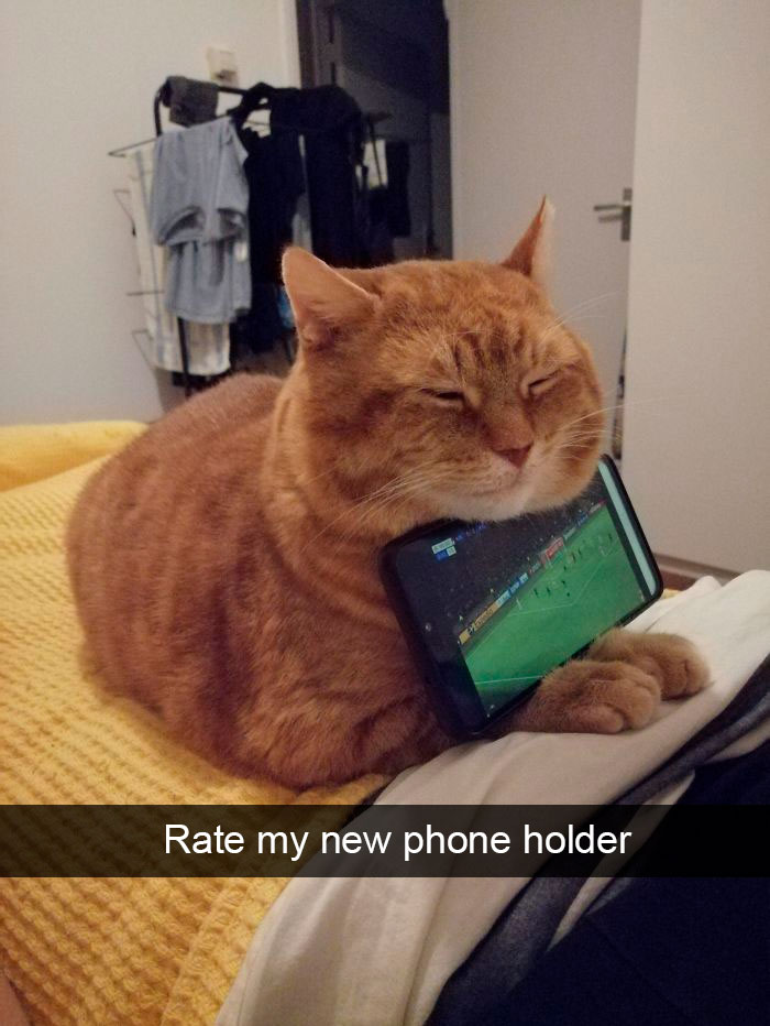 Cat-Snapchat-Funny