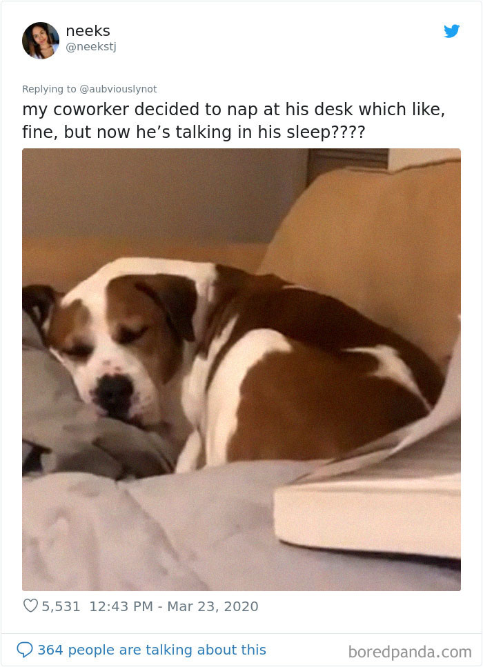 Working-From-Home-Quarantine-Pet-Co-Worker-Photos