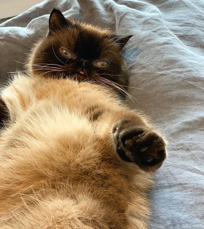 Funny-Cat-King-Of-Blep-Ikiru