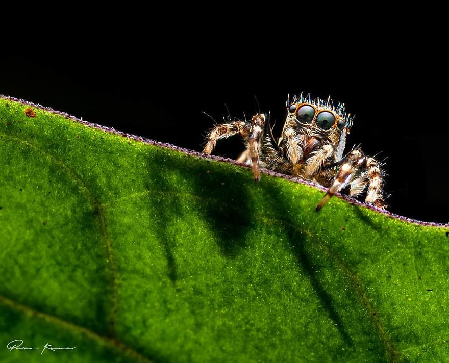 Incredible Photos Of An Indian Who Presents Insects In A Unique Way