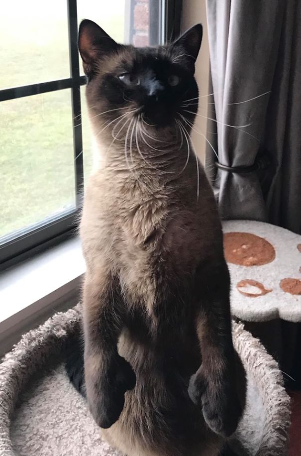 Hemingway Wants To Be A Real Boy!