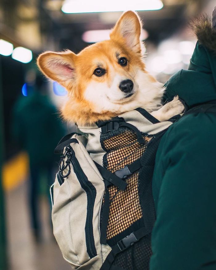 Guy Carries His Corgi In His Backpack, Brightens Everyone's Day As They Commute (31 Pics)