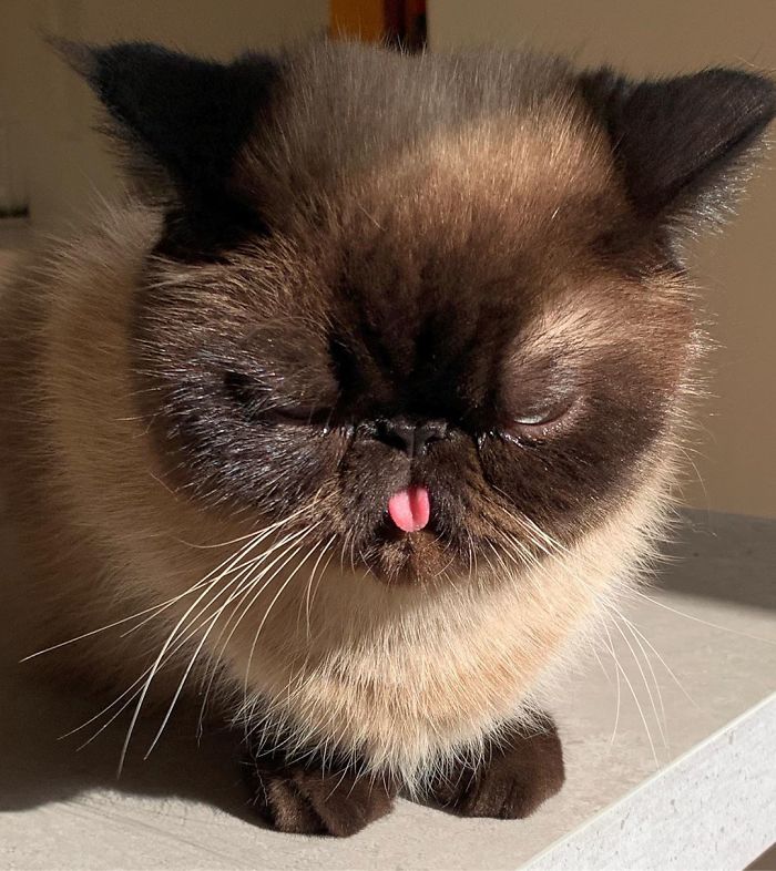 Funny-Cat-King-Of-Blep-Ikiru