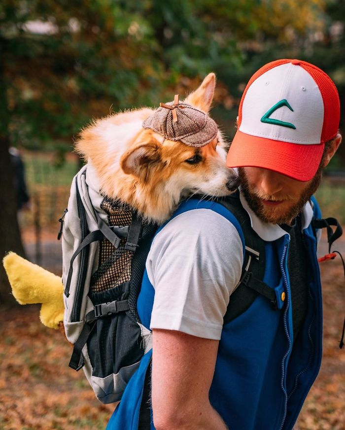 Guy Carries His Corgi In His Backpack, Brightens Everyone's Day As They Commute (31 Pics)