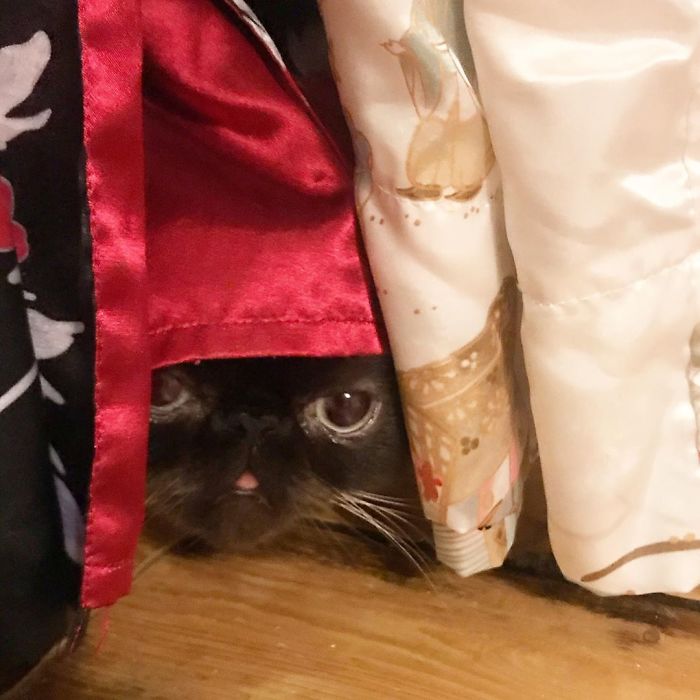 Funny-Cat-King-Of-Blep-Ikiru