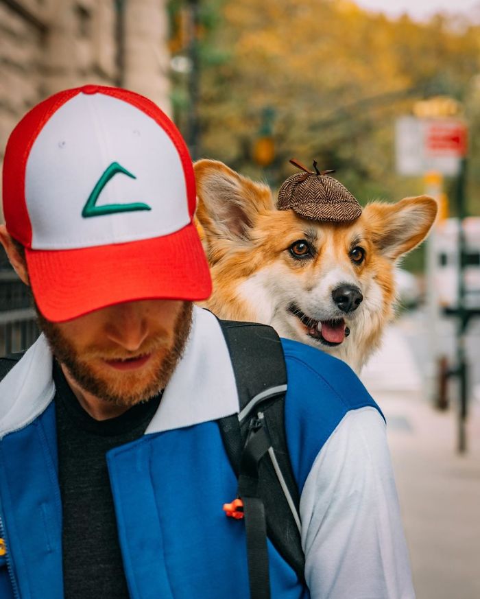 Guy Carries His Corgi In His Backpack, Brightens Everyone's Day As They Commute (31 Pics)