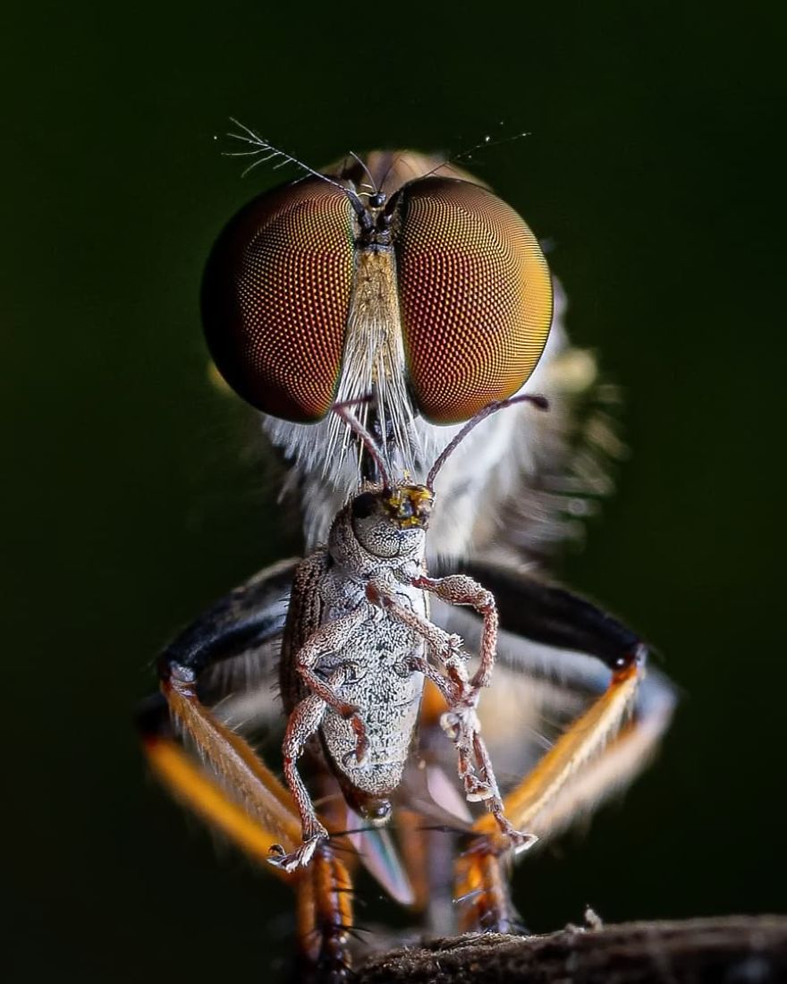 Incredible Photos Of An Indian Who Presents Insects In A Unique Way