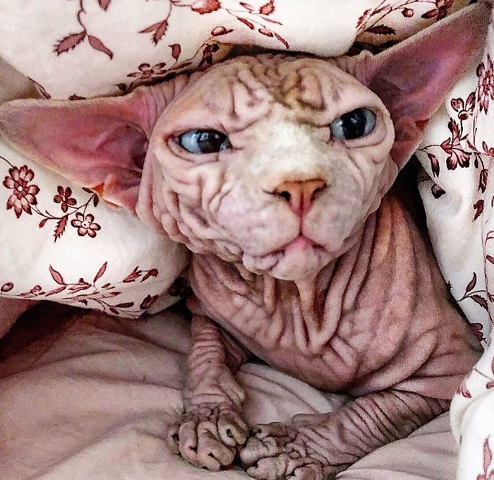Hairless, Sinister-Looking Cat May Be Named The Scariest Feline In The World