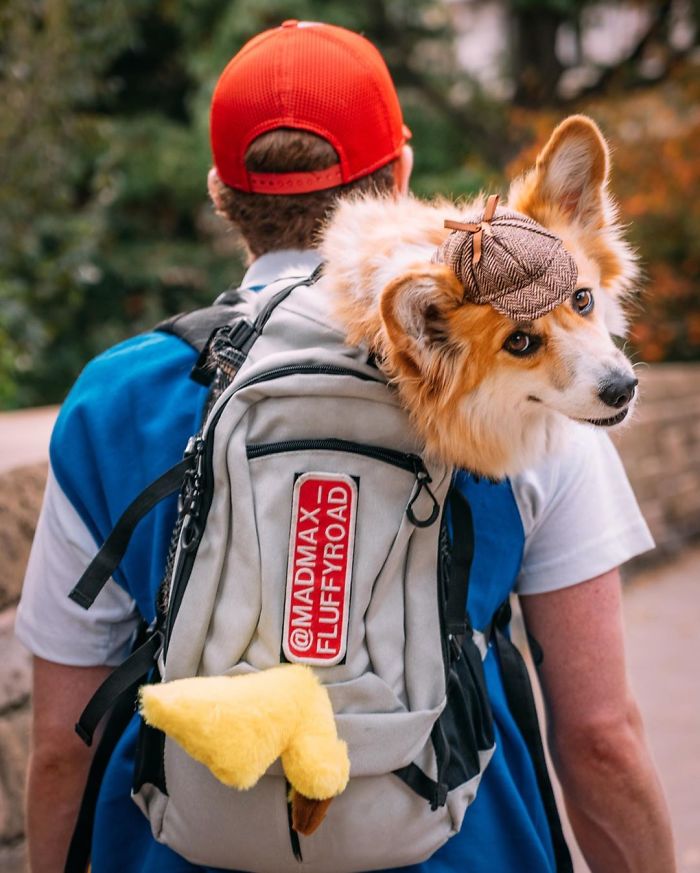 Guy Carries His Corgi In His Backpack, Brightens Everyone's Day As They Commute (31 Pics) Guy Carries His Corgi In His Backpack, Brightens Everyone's Day As They Commute (31 Pics)