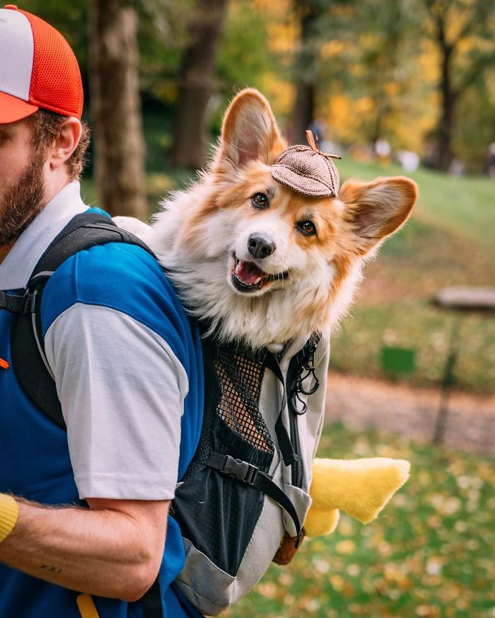 Guy Carries His Corgi In His Backpack, Brightens Everyone's Day As They Commute (31 Pics) Guy Carries His Corgi In His Backpack, Brightens Everyone's Day As They Commute (31 Pics)