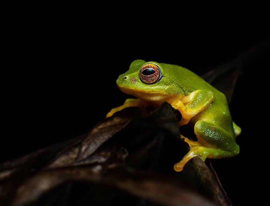 Incredible Photos Of An Indian Who Presents Insects In A Unique Way