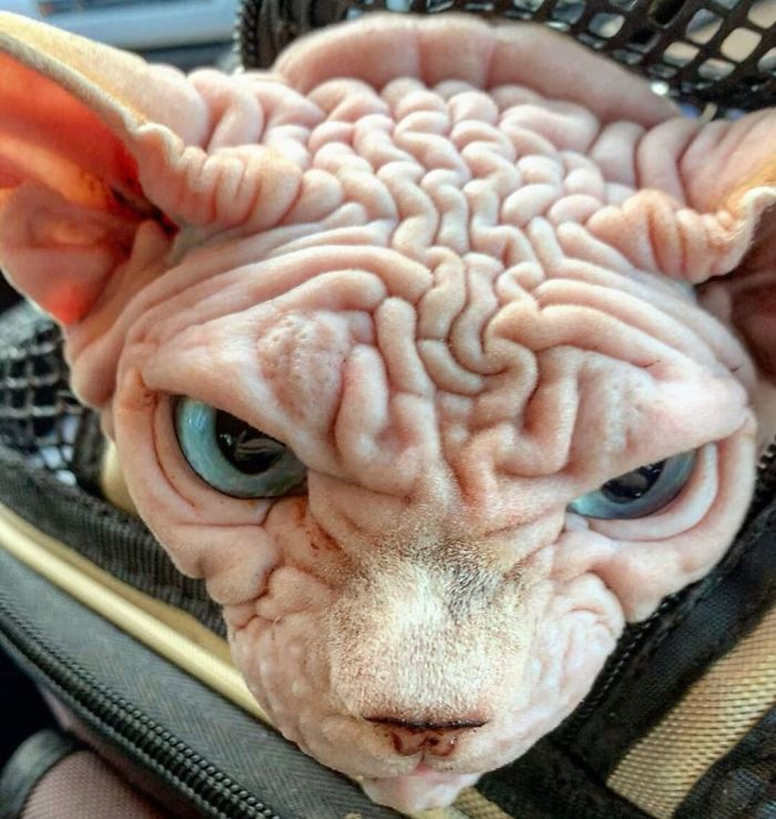 Hairless, Sinister-Looking Cat May Be Named The Scariest Feline In The World
