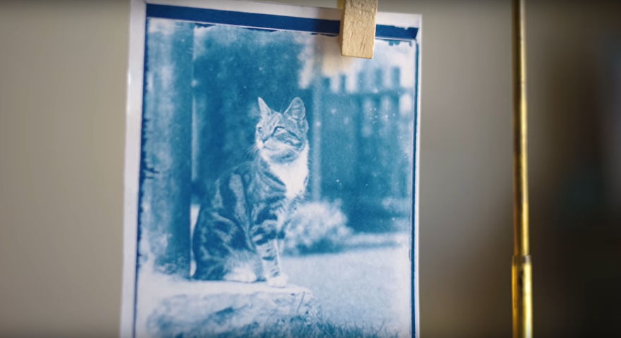 Man Opens A 120 Y.O. Time Capsule To Find Undeveloped Cat Pics, Decides To Develop Them