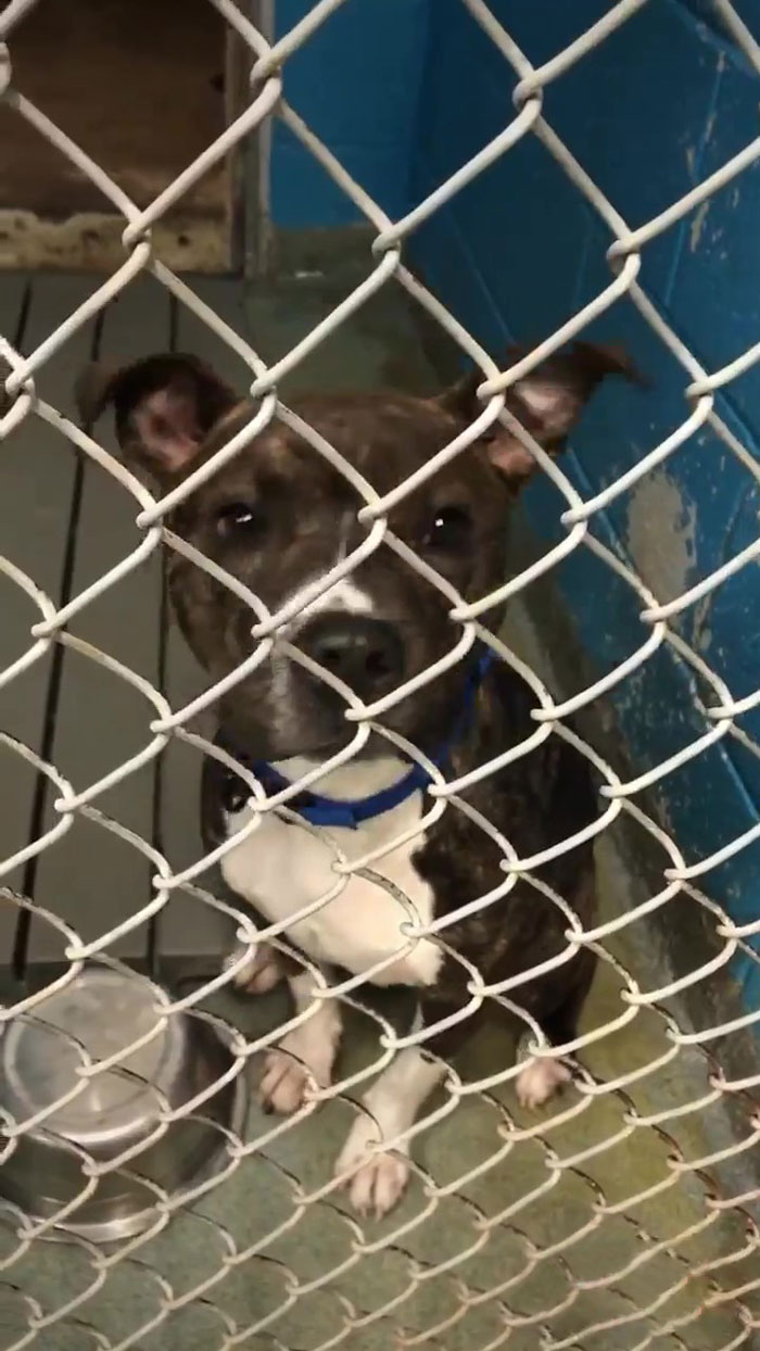 Pizza Place Helps Local Shelter Get Dogs Adopted By Putting Their Photos On Pizza Boxes