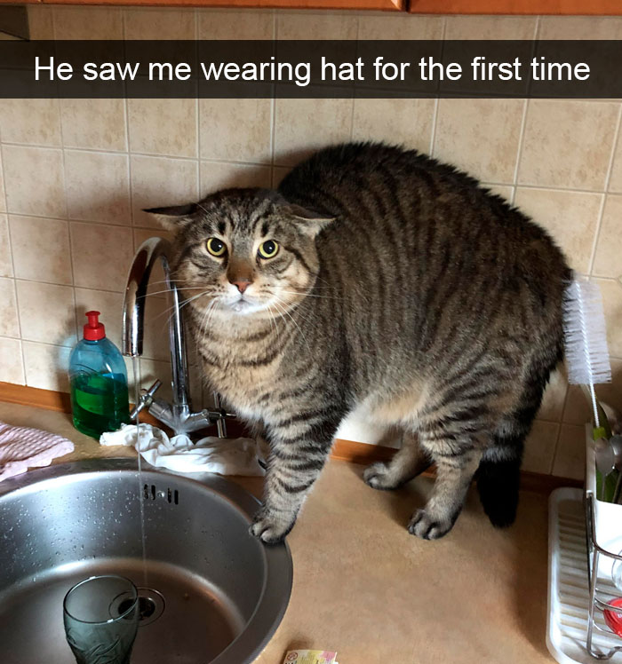 Cat-Snapchat-Funny