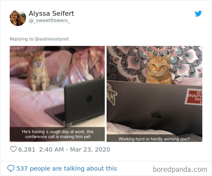 Working-From-Home-Quarantine-Pet-Co-Worker-Photos