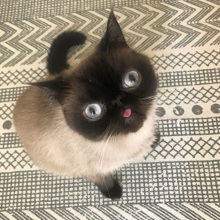 Funny-Cat-King-Of-Blep-Ikiru