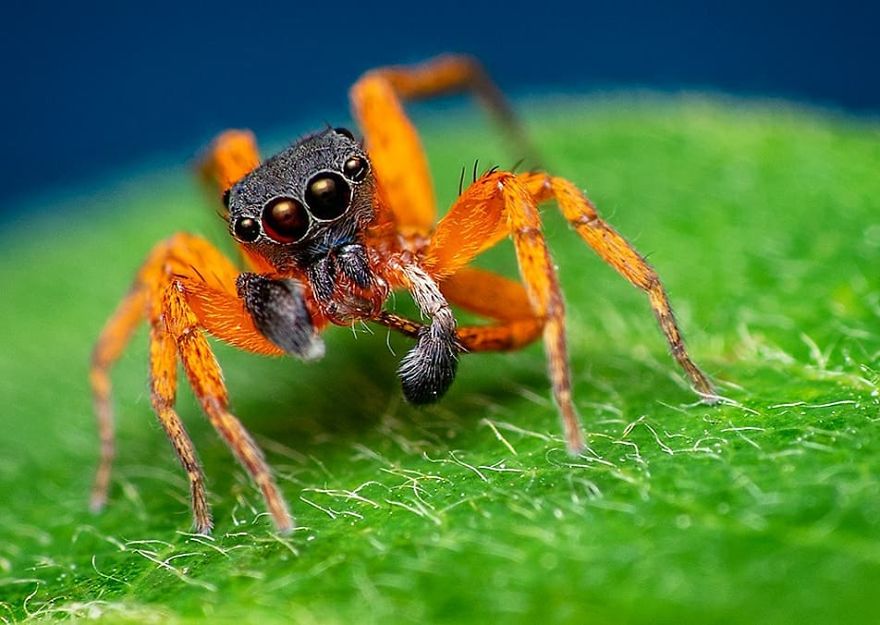 Incredible Photos Of An Indian Who Presents Insects In A Unique Way