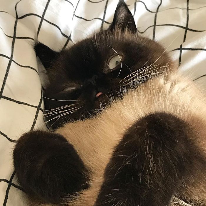 Funny-Cat-King-Of-Blep-Ikiru