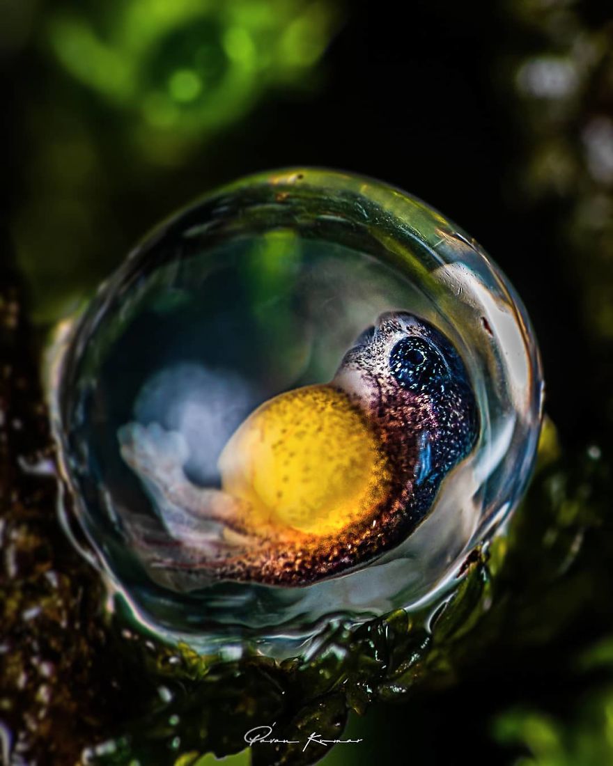 Incredible Photos Of An Indian Who Presents Insects In A Unique Way