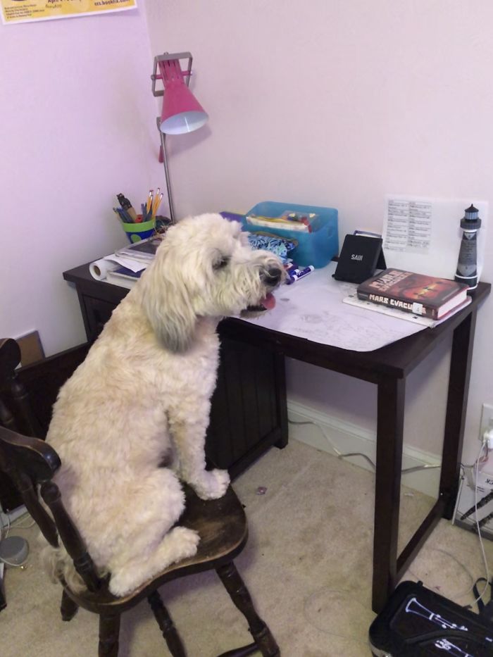 My Dog Has A Special Way Of Getting Underfoot, Today He Kicked It Up A Notch