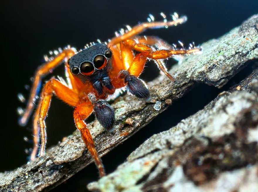 Incredible Photos Of An Indian Who Presents Insects In A Unique Way