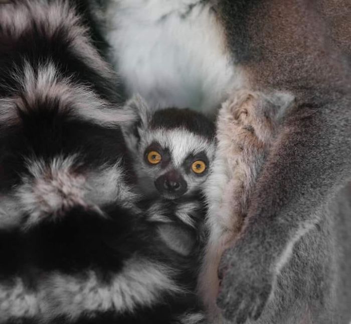 I Photograph Zoo Animals As If They Were Free