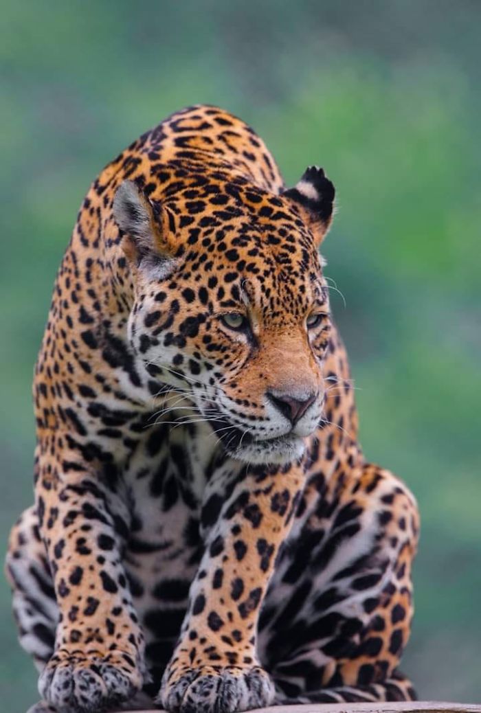 I Photograph Zoo Animals As If They Were Free