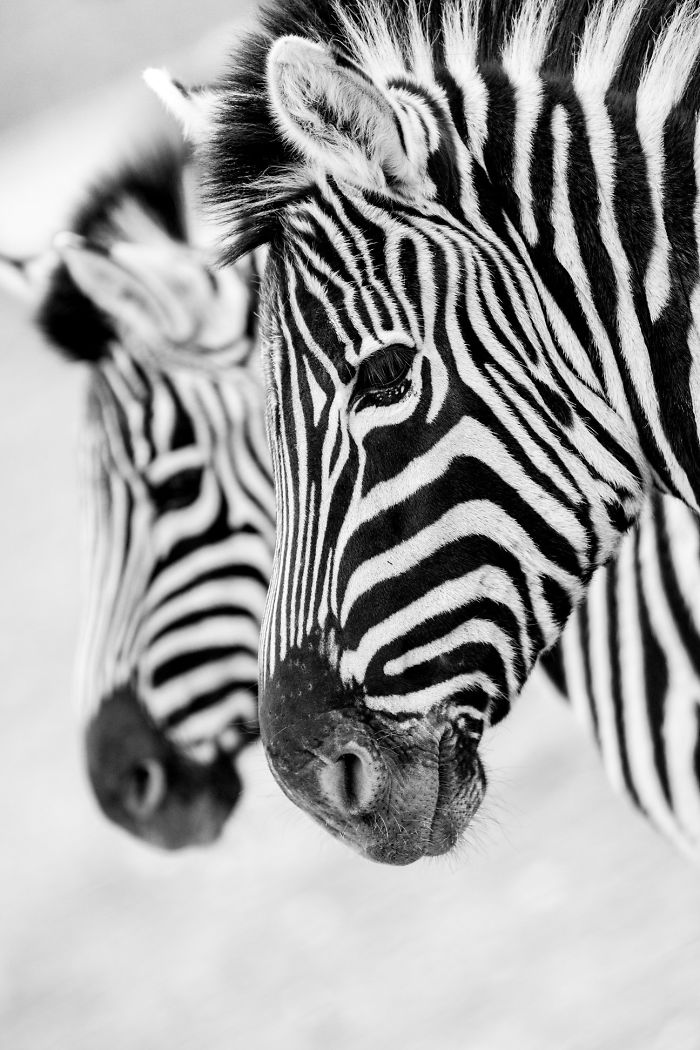 I Photograph Zoo Animals As If They Were Free