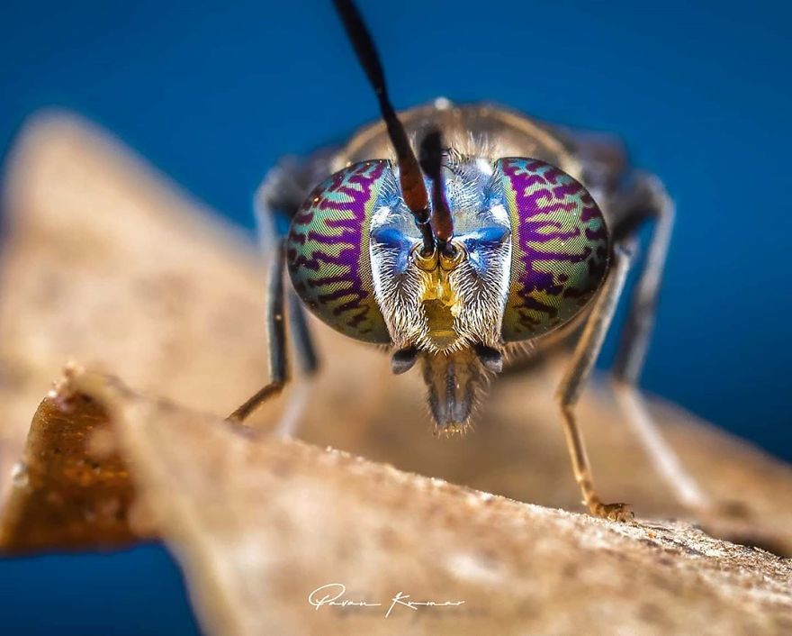Incredible Photos Of An Indian Who Presents Insects In A Unique Way