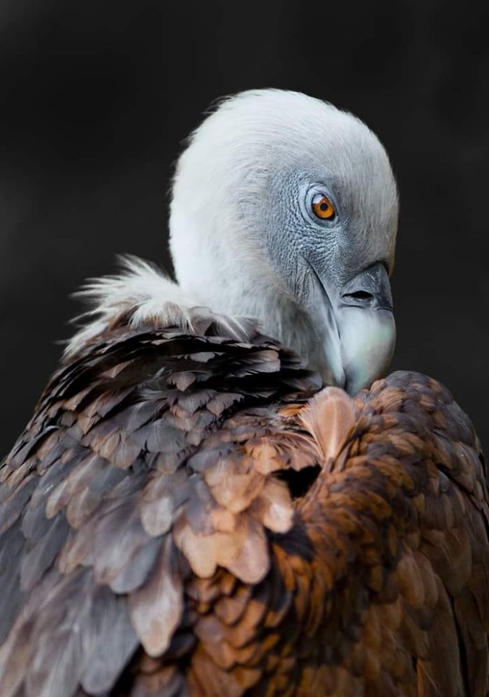 I Photograph Zoo Animals As If They Were Free