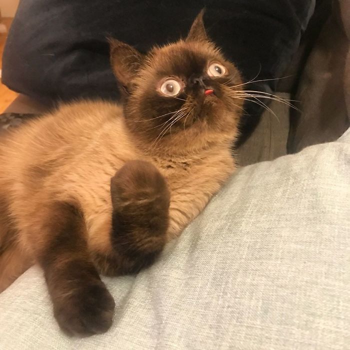 Funny-Cat-King-Of-Blep-Ikiru