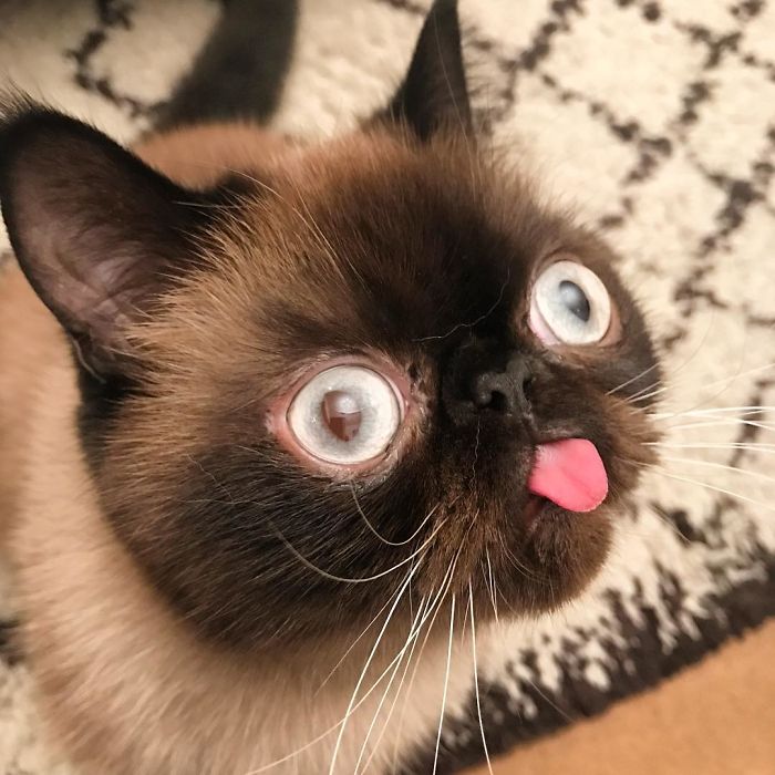 Funny-Cat-King-Of-Blep-Ikiru