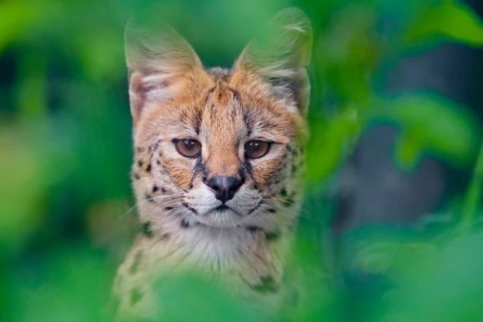 I Photograph Zoo Animals As If They Were Free