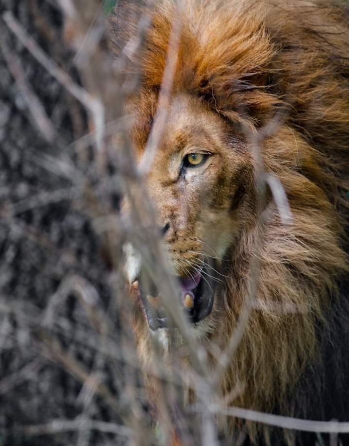 I Photograph Zoo Animals As If They Were Free