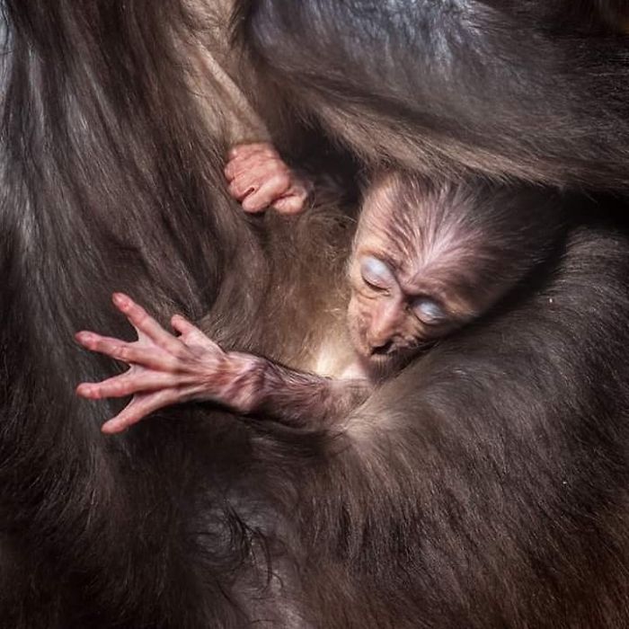 I Photograph Zoo Animals As If They Were Free