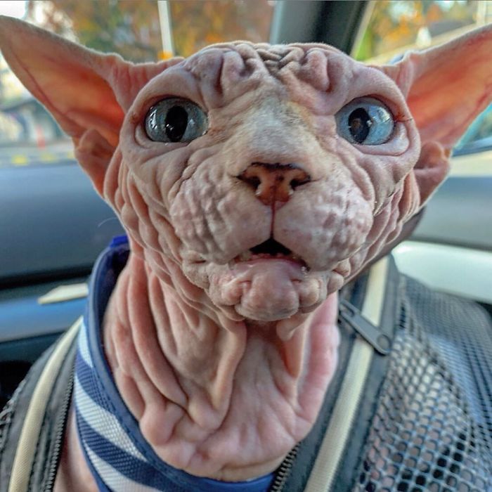 Hairless, Sinister-Looking Cat May Be Named The Scariest Feline In The World