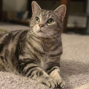 sweetangelce04 avatar