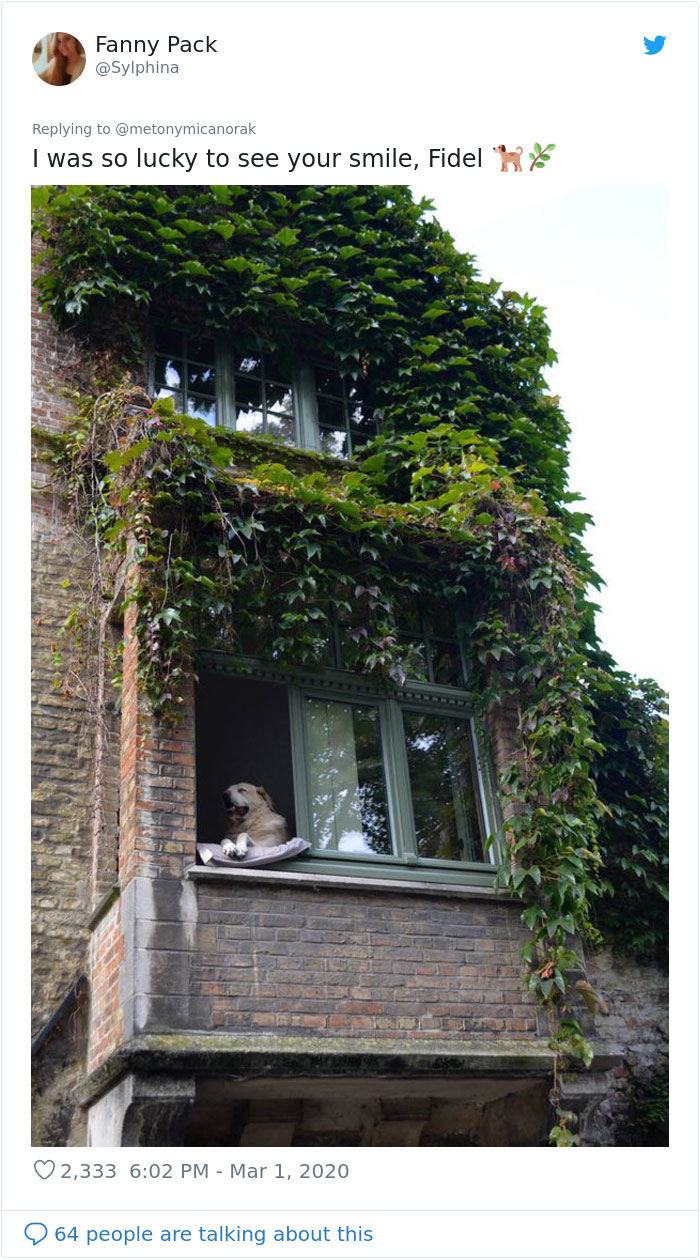 After 'The Most Photographed Dog In Bruges' Passes Away, People Are Sharing Photos Of Him Throughout The Years