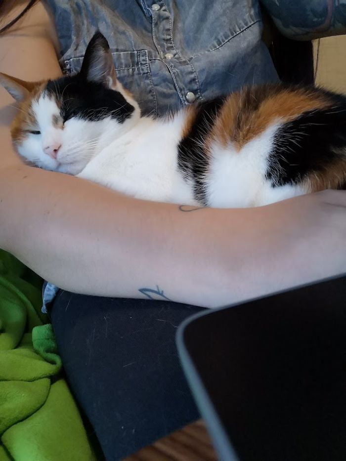 Couple Trick Their Super Clingy Cat By Creating A Fake Lap For Her To Sit On And She Loves It