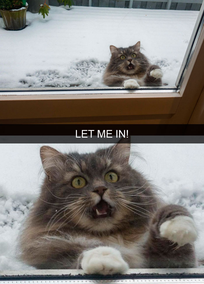 Cat-Snapchat-Funny