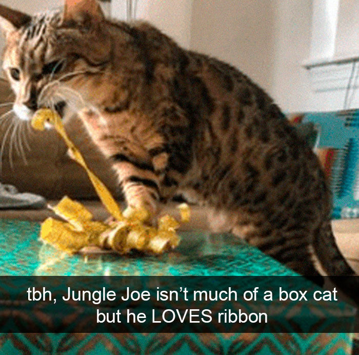 Cat-Snapchat-Funny
