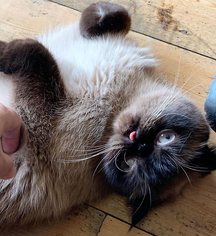 Funny-Cat-King-Of-Blep-Ikiru