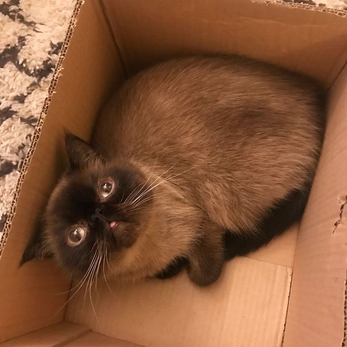 Funny-Cat-King-Of-Blep-Ikiru