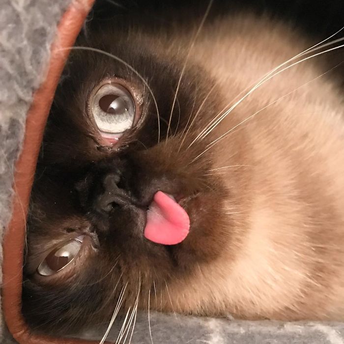 Funny-Cat-King-Of-Blep-Ikiru
